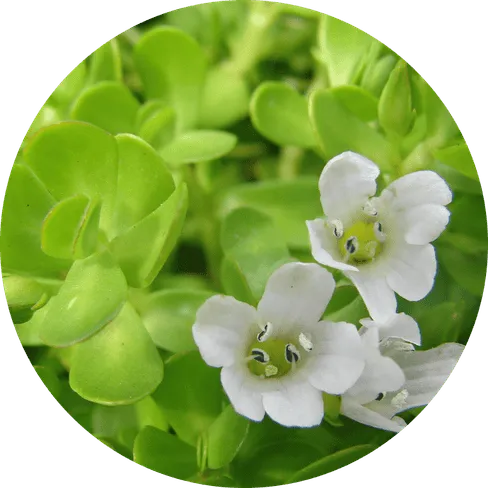 BrainVex™ Bacopa Monnieri Memory Enhancement
